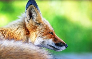 Red Fox Profile I